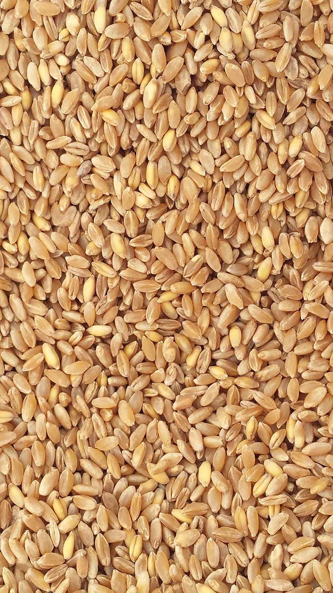 5Kg Grano duro siciliano