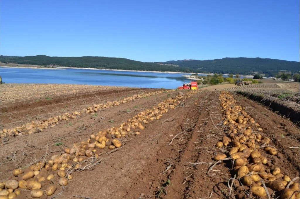 P. EMME Patate silane IGP kg.17 di PATATE coltivate in Sila Calabria Patate a pasta gialla