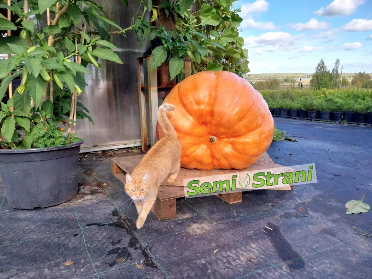 SEMISTRANI.IT - 03 Semi di ZUCCA GIGANTE ATLANTIC GIANT la PIU' GRANDE DEL MONDO con GENETICA da CONCORSO GUINNES DEI PRIMATI + GUIDA COLTIVAZIONE PER PRINCIPIANTI