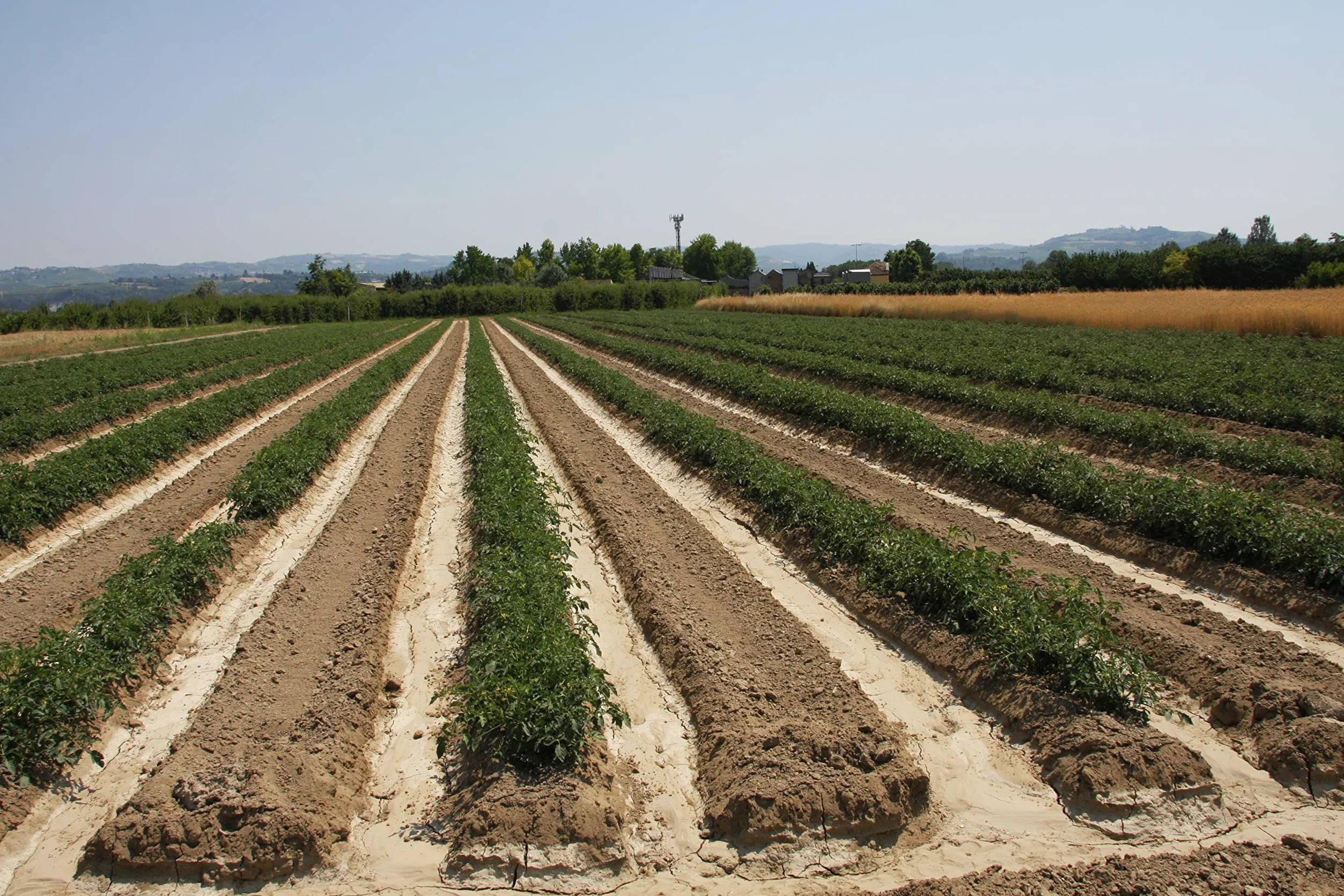 Azienda Agricola Prunotto Mariangela Polpa di Pomodoro Biologica, 6 bottiglie da 690g