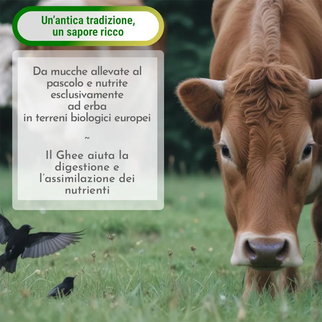 Exponatura Ghee biologico - burro chiarificato secondo l’antica ricetta Ayurvedica - solo da latte di mucche al pascolo - senza lattosio estremamente digeribile - Ghi (500 g)