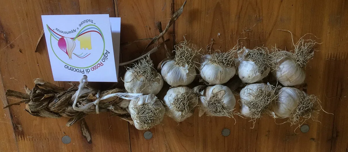Aglio Rosso di Proceno - n. 2 trecce con 10 teste grandi (2x10TG) - 1^ class. Italia