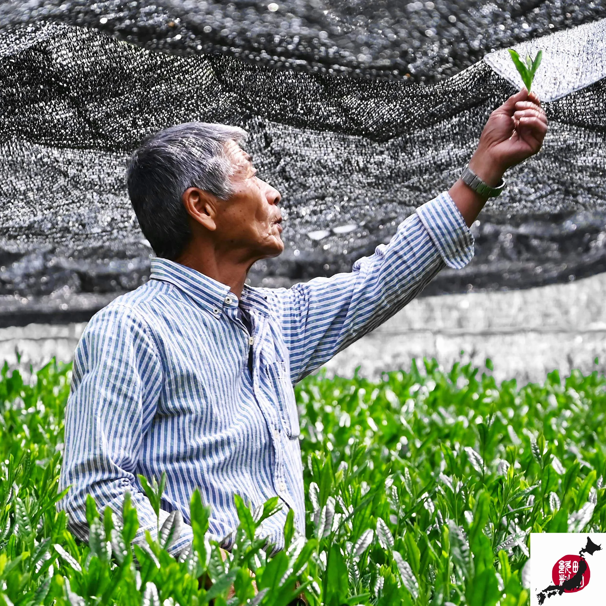 MATCHITA Polvere di Tè Verde Matcha Biologica Giapponese Grado Cerimoniale (40g) – Ricco, Cremoso: Per Bevande Calde e Fredde – Accresci la Tua Energia e il Sistema Immunitario