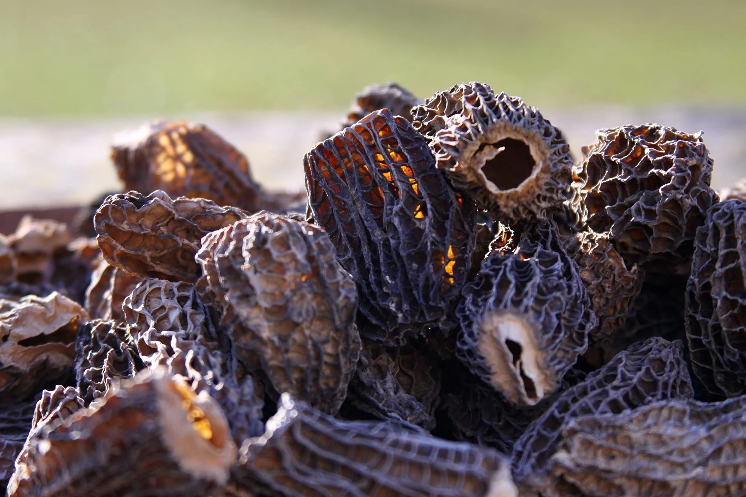 Funghi Morchella/ Spugnola - Puri Cappelli Speciali (2-6 cm) - Senza Gambe - Essiccati Al Sole - Raccolti a mano - 30g