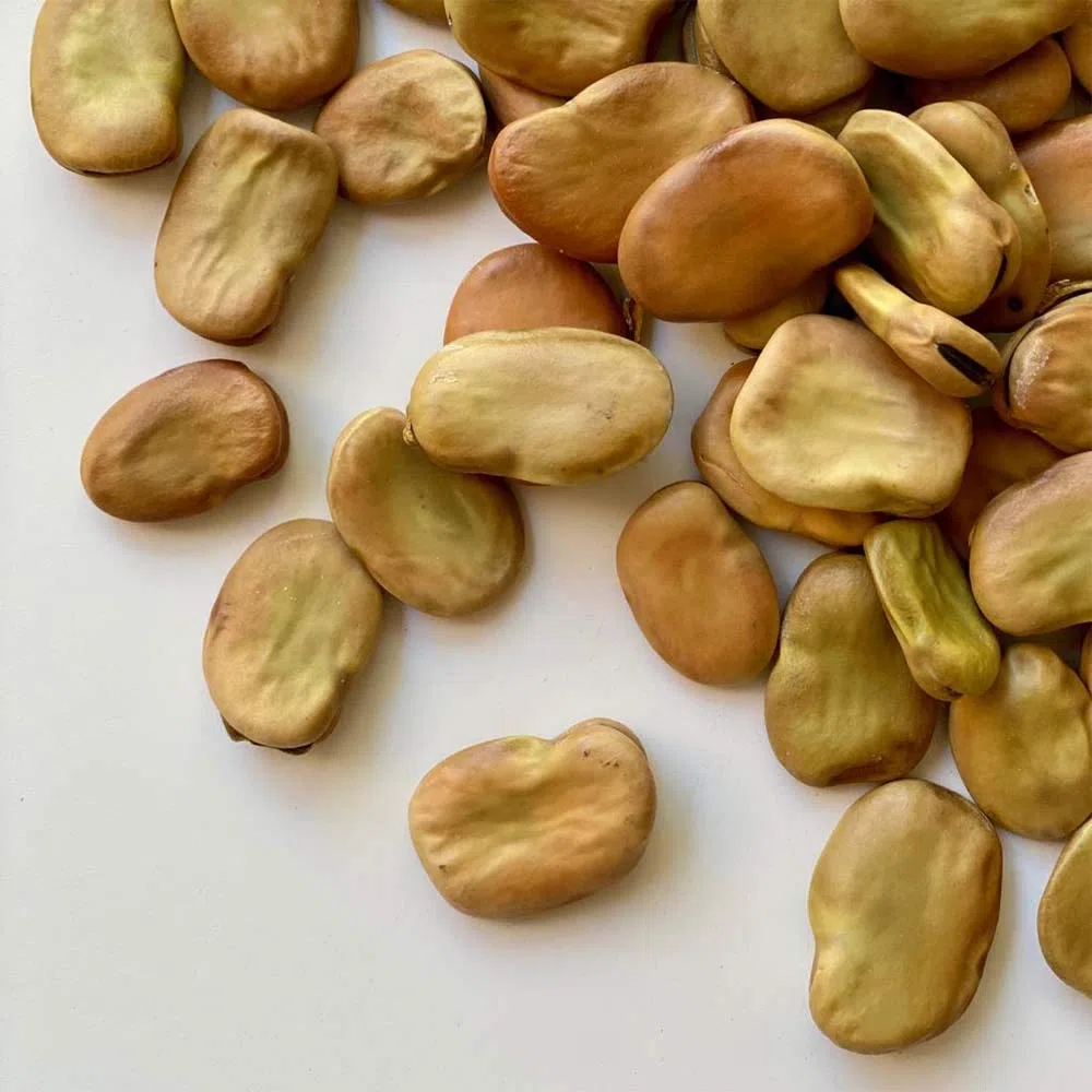 FAVE INTERE ITALIA | Il Contadino | Legumi Secchi (5 Kg)