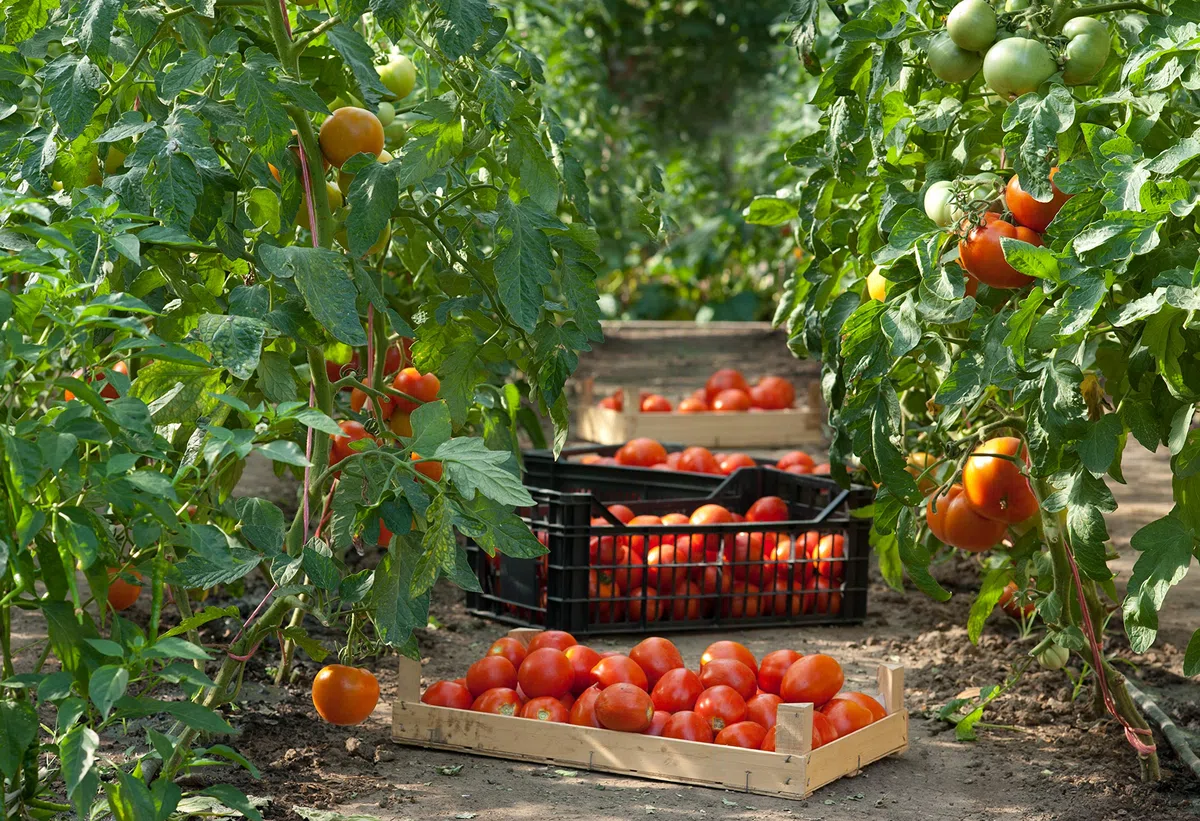 Mariangela Prunotto - Una Delizia Albese - Frutticultori in Alba dal 1863 (MA7JQ) Azienda Agricola - Passata Di Pomodoro Biologica 690 G - 6 Bottiglie Da 690 G (6x690g), Originale