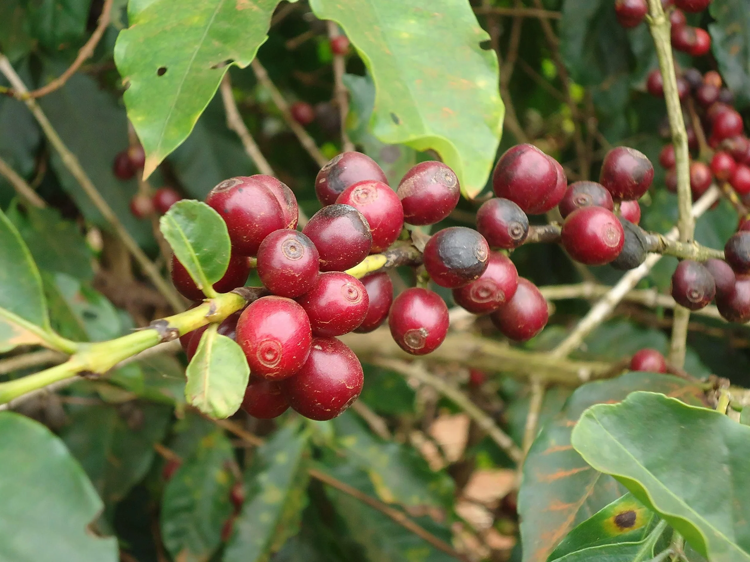 CAFES GUILIS DESDE 1928 AMANTES DEL CAFE Caffè Decaffeinato Intenso in Grani – 1kg – Miscela Naturale 100% – Aroma Ricco e Corposo – Senza Caffeina – Ideale per Espresso e Macchine da Caffè