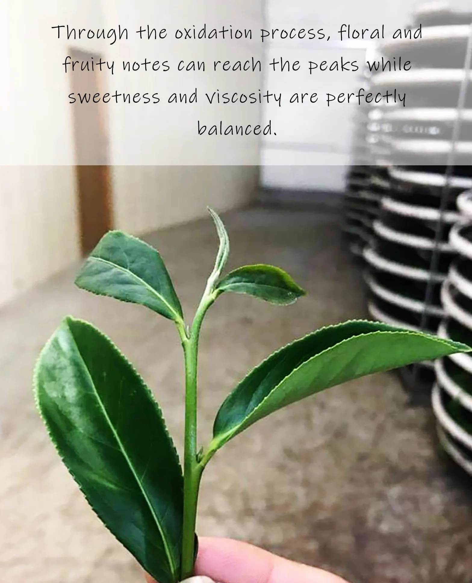Trilliant -Fomsa Tea Milky oolong, tè Jin Xuan di alta montagna, JinXuan raccolto a mano, foglia di tè sfuso, tè gongfu di Taiwan, confezione regalo 4 once, note burrose e lattiginose