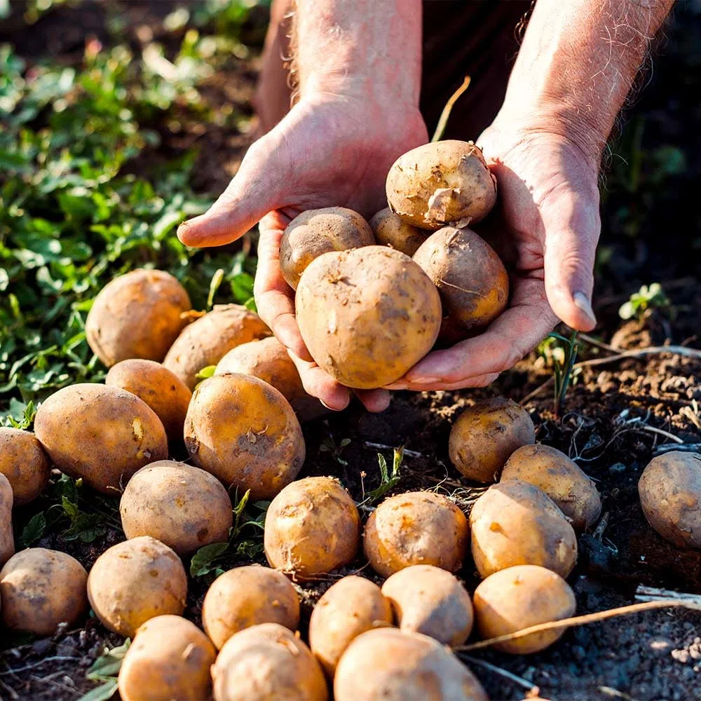 P. EMME Patate silane IGP kg.17 di PATATE coltivate in Sila Calabria Patate a pasta gialla