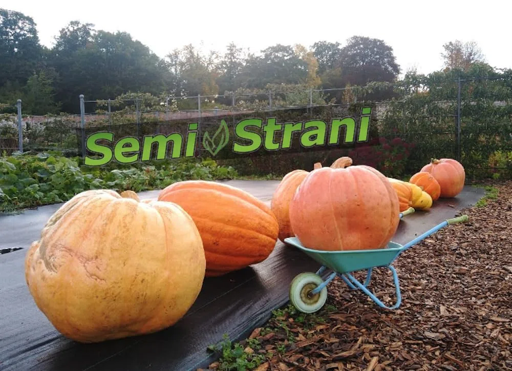 SEMISTRANI.IT - 03 Semi di ZUCCA GIGANTE ATLANTIC GIANT la PIU' GRANDE DEL MONDO con GENETICA da CONCORSO GUINNES DEI PRIMATI + GUIDA COLTIVAZIONE PER PRINCIPIANTI
