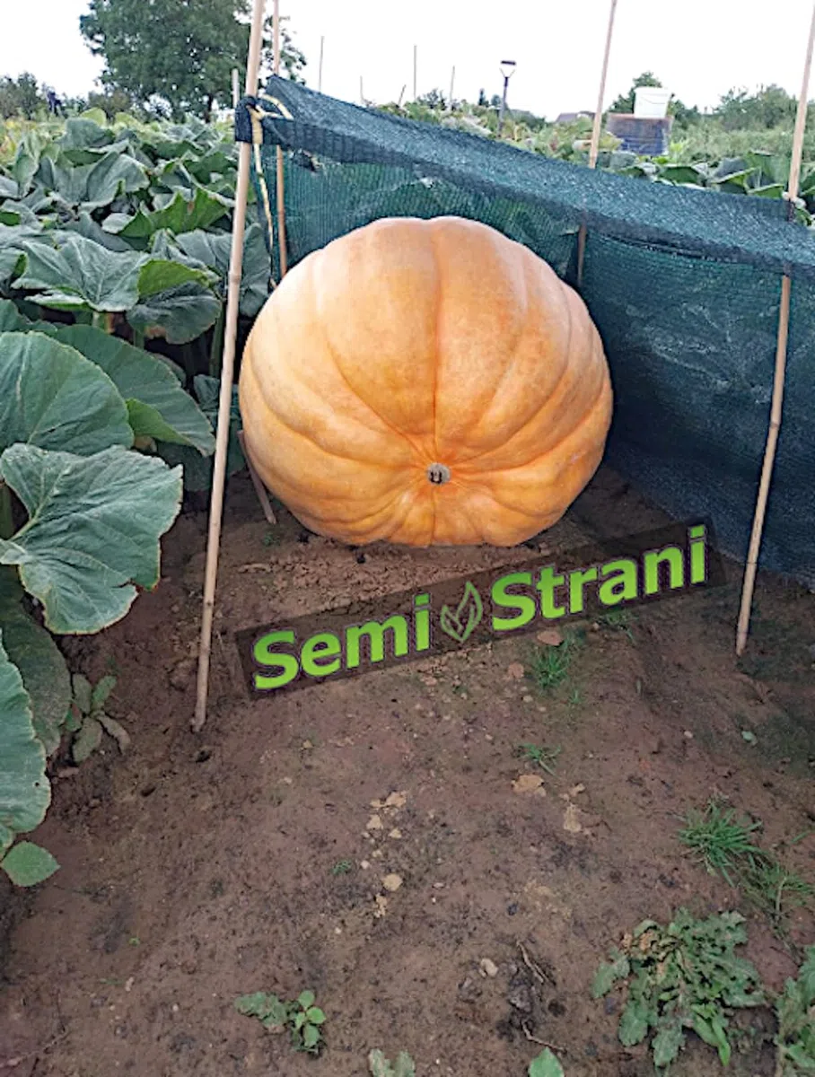 SEMISTRANI.IT - 03 Semi di ZUCCA GIGANTE ATLANTIC GIANT la PIU' GRANDE DEL MONDO con GENETICA da CONCORSO GUINNES DEI PRIMATI + GUIDA COLTIVAZIONE PER PRINCIPIANTI