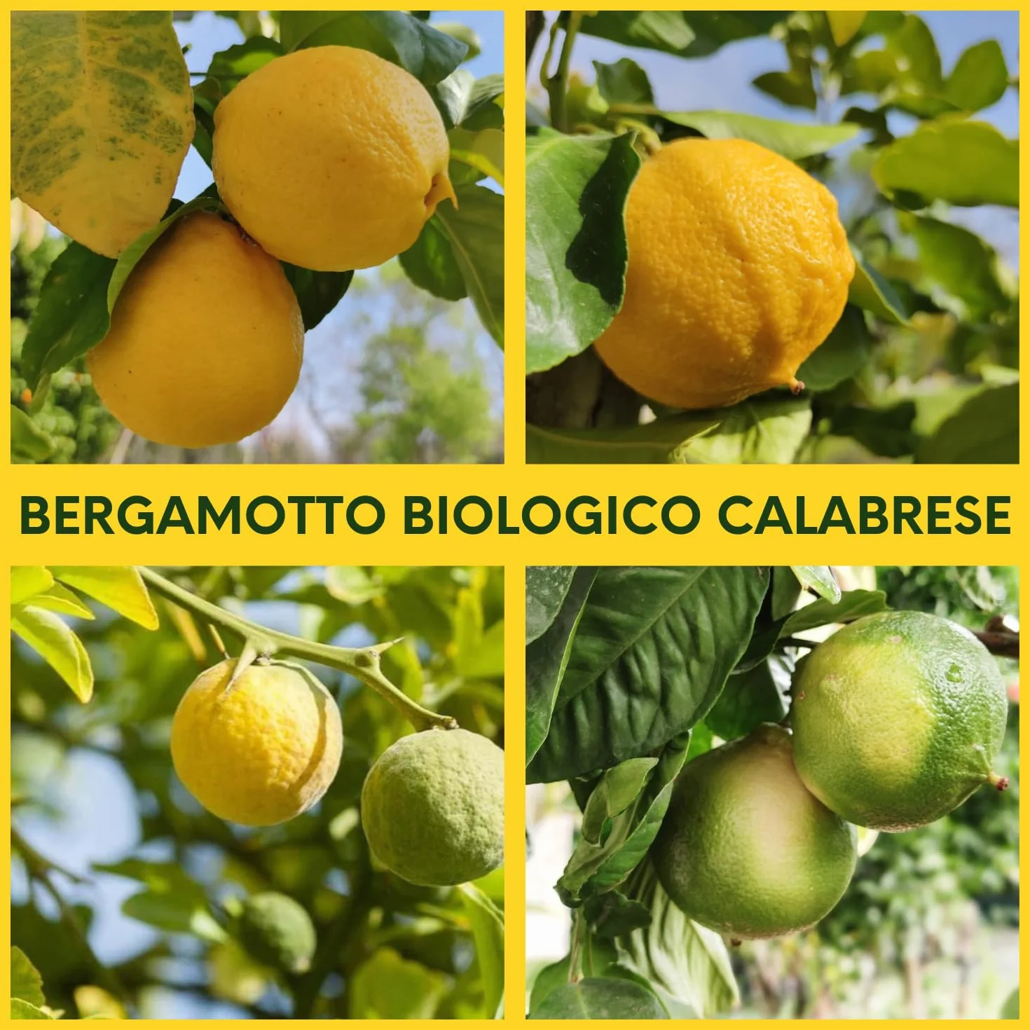 Valle del Crati Succo di Bergamotto BIO Calabrese | 100% Puro | 24 bottiglie da 200ml | senza Zuccheri Aggiunti e senza Conservanti | Bevanda Fresca e Dissetante | Spremuta di Bergamotto Biologico