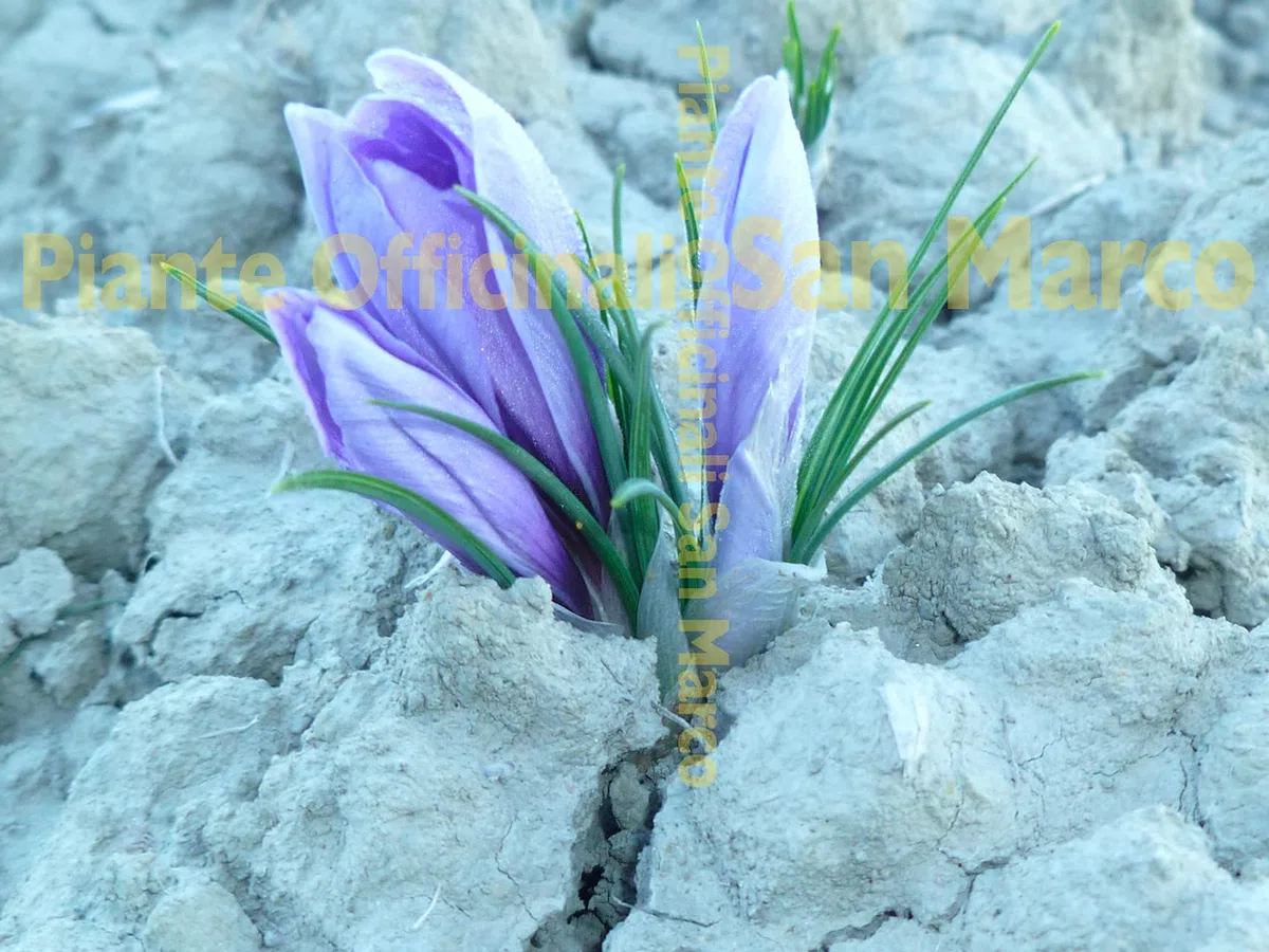 Officinali San Marco - Zafferano toscano biologico in polvere delle Crete Senesi - Toscana - Italia – 3 buste triple da 0,30gr