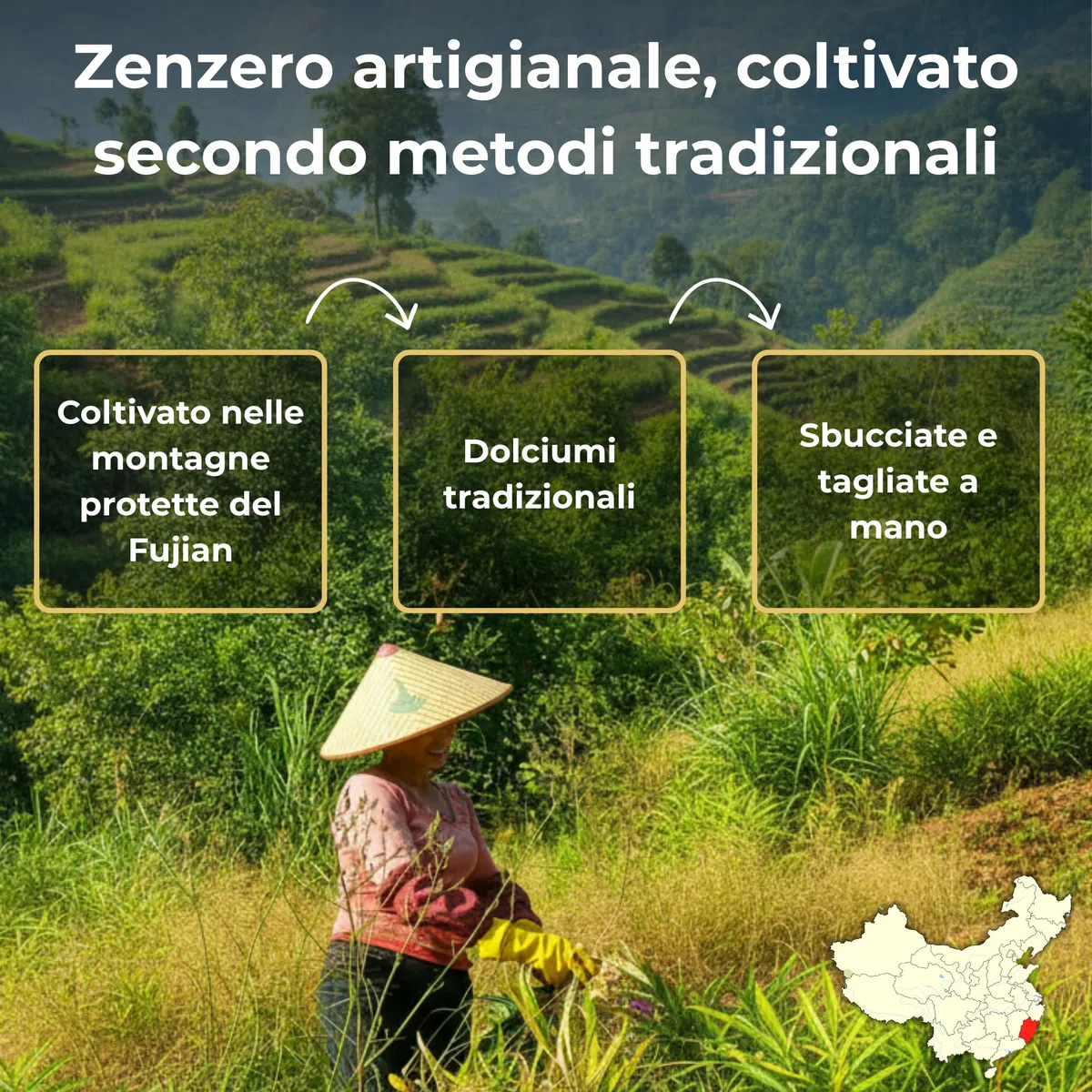 MA bio-épicerie - Zenzero Candito Bio in Cubetti 870 g - Zenzero Disidratato Sfuso Senza Conservanti - Formato Versatile per Cucina e Pasticceria