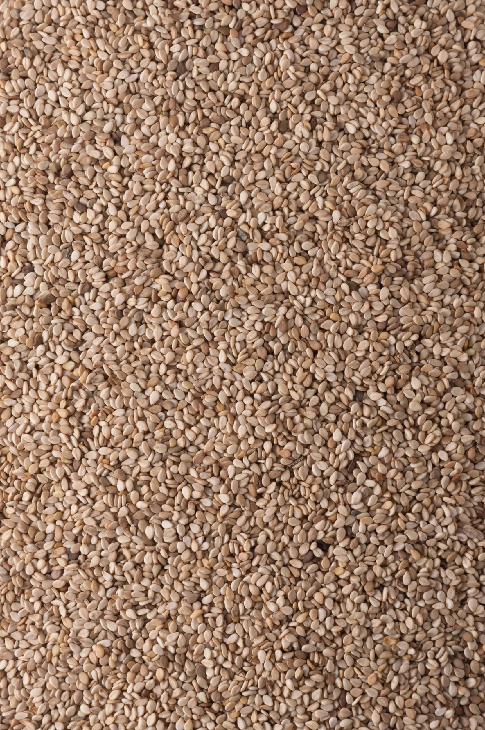Biojoy Semi Di Sesamo BIO (1,5 kg), Sesamo Bianco non sbucciato