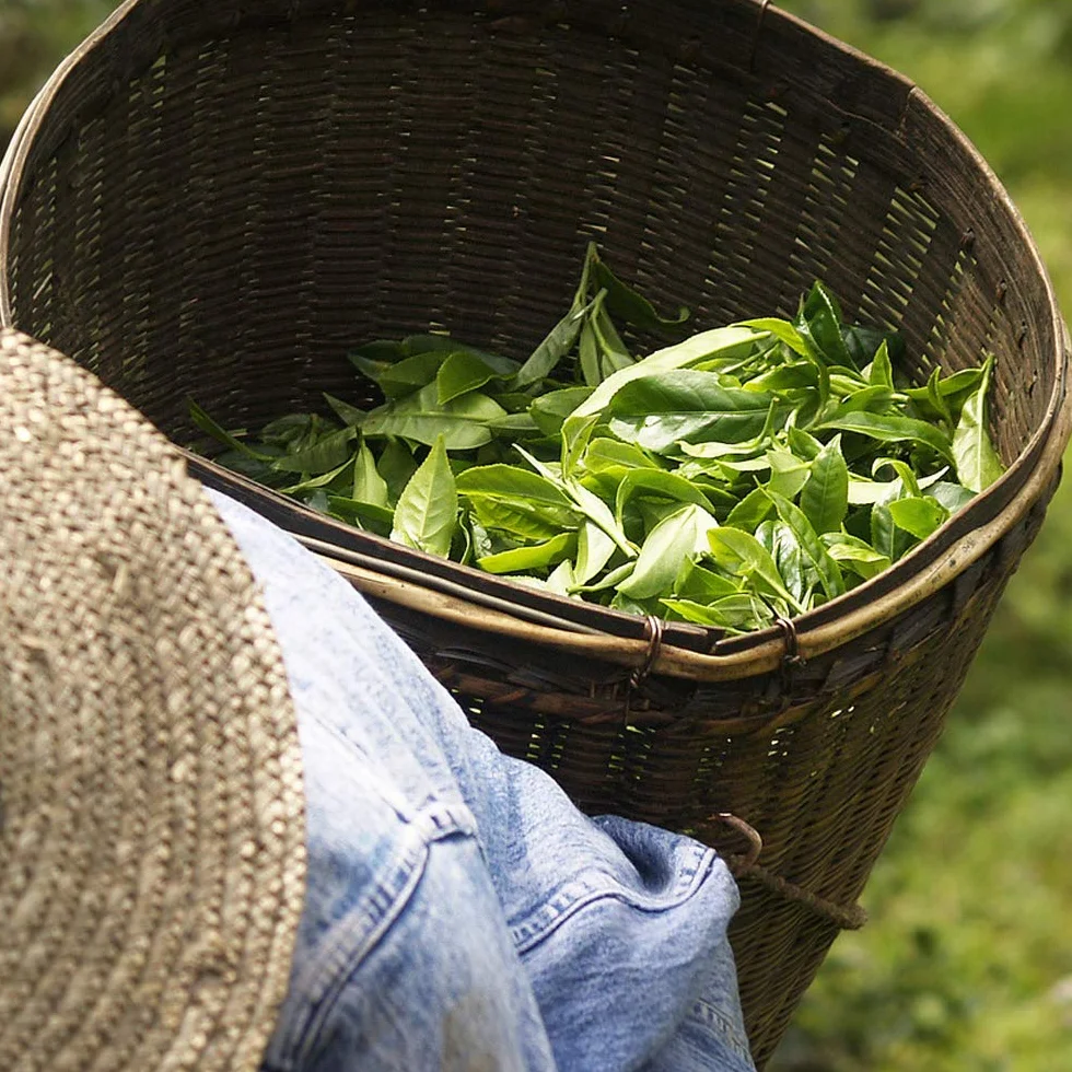 Les Papoteuses | Tè Oolong biologico dalla Cina | 72 Borse | Certificato biologico e del commercio equo e solidale | Set di 3 scatole da 24 bustine di foglie di tè Oolong