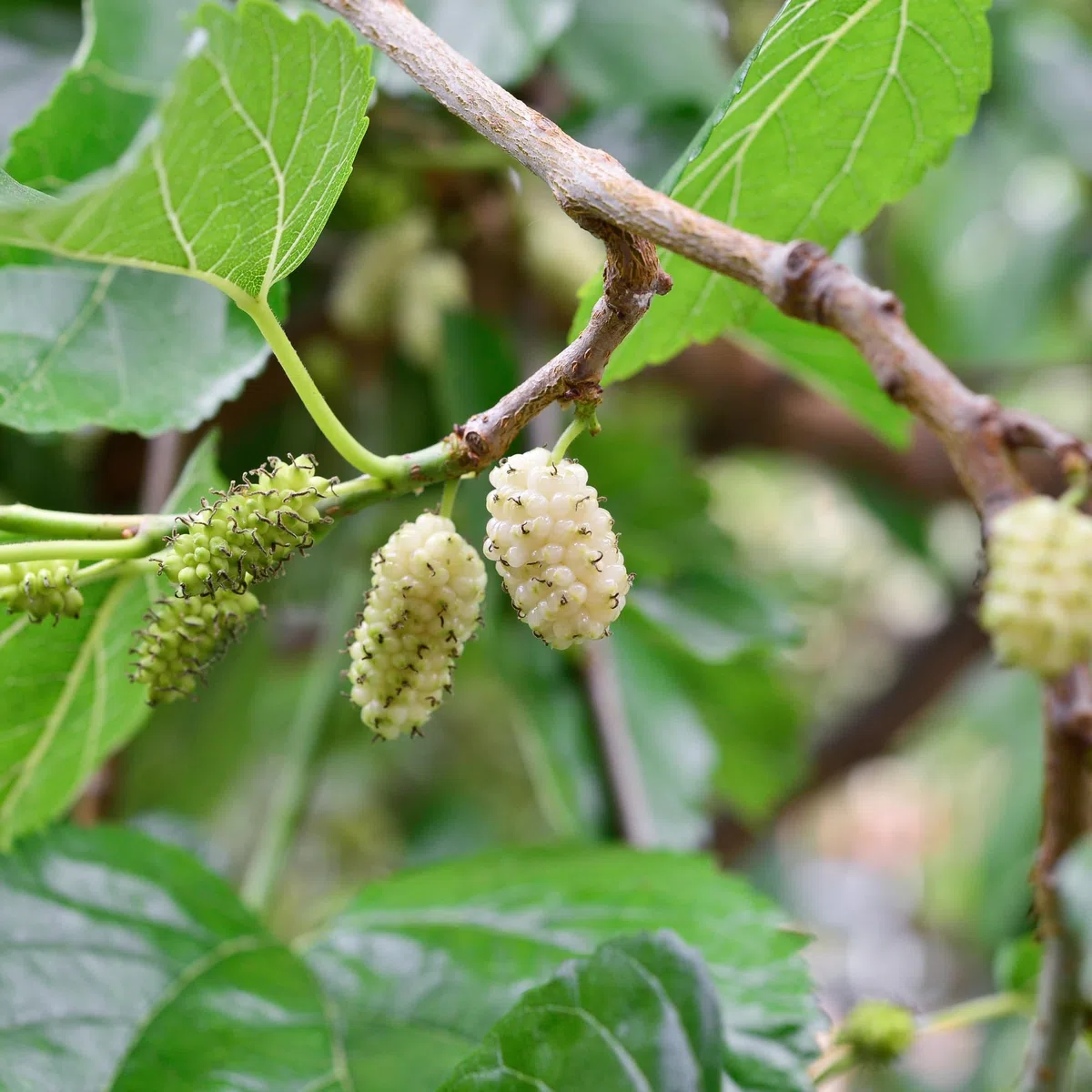 Gelsi Bianchi Biologici (1kg), Gelsi Bianchi Essiccati da Coltivazione Biologica, 100% Naturali e Puri, Snack alla Frutta Pronti da Mangiare, Vegani