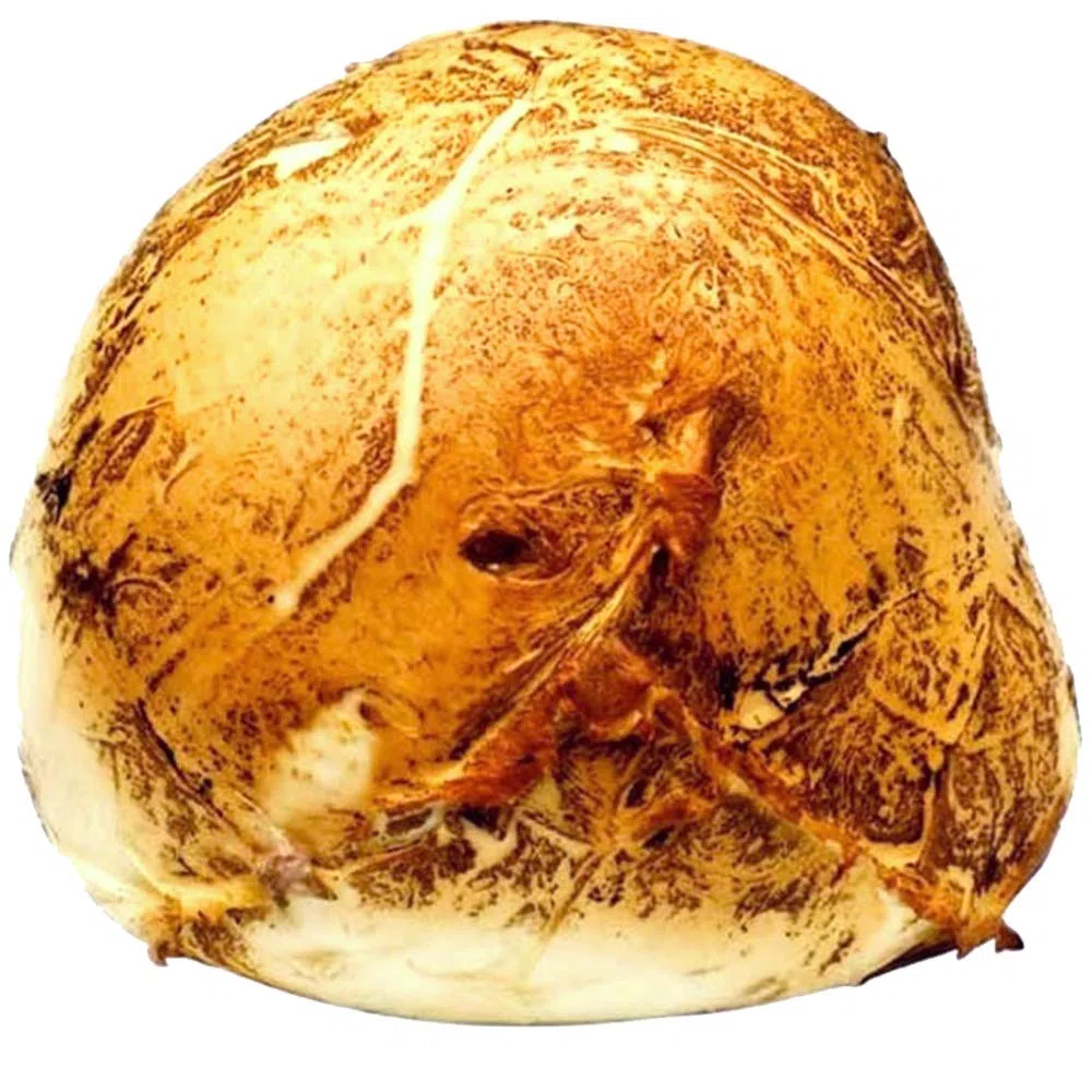 Mozzarella Affumicata Bufala Campana Dop|Provola di Paestum|Latte di Bufala|Alta Digeribilità|Ordine Minimo 1Kg|Pezzatura 250g o 500g|Consegna 24/36 Ore|Dettaglio Spedizioni nelle Descrizioni