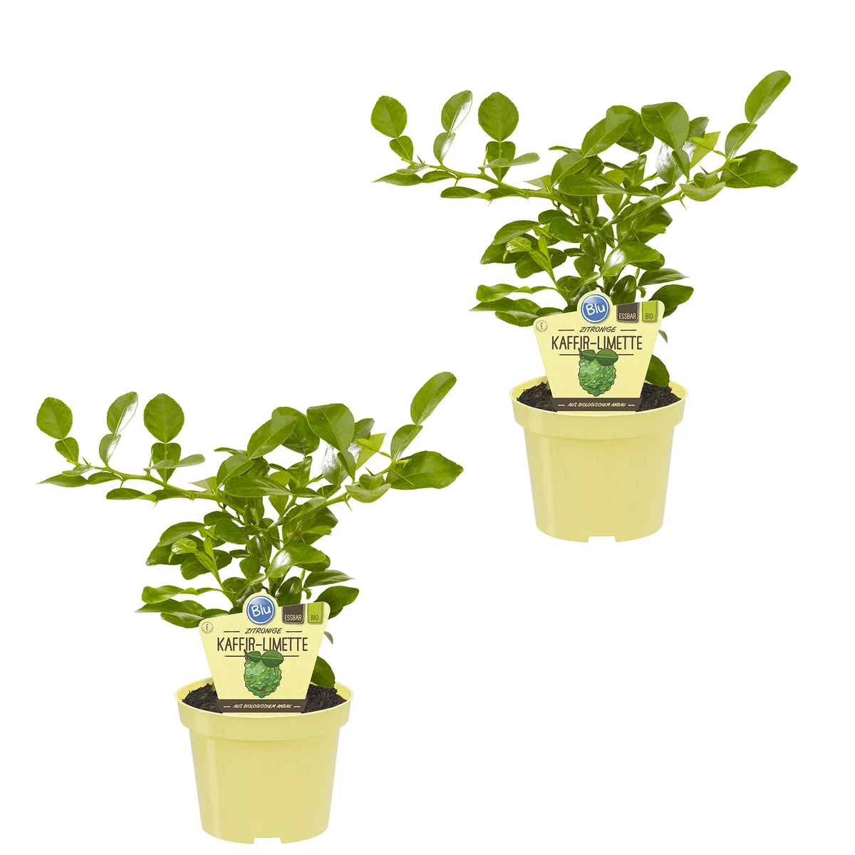 Dominik Blumen und Pflanzen, Erbe biologiche, Kaffir Limette, Citrus hystrix, 2 piante, vaso da 12 cm