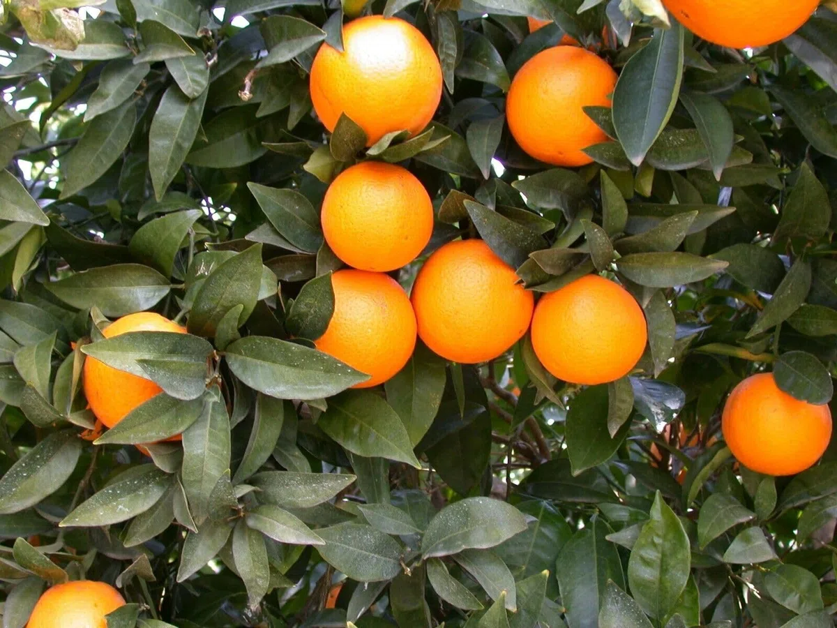 Kg. 27 di Arance BIONDO Bio + Kg. 1 di Limoni fresche non Trattate 100% Biologici buccia edibile di Corigliano-Rossano Calabria - zona Sibaritide