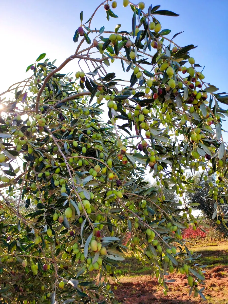edizione 2025/2026 | Confezione Olivottoil & Wild olio extra vergine d'oliva artigianale (2x750ml) | Prodotto Nutraceutico