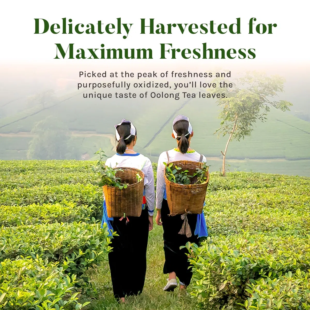 UNCLE LEE'S LGNDS of China Oolong 100bg
