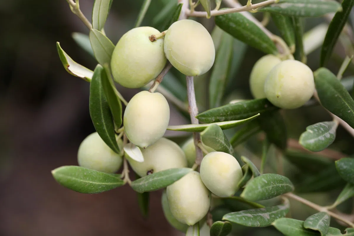 Nourish Me - Biancolilla 'La Bella' Olio Extravergine di Oliva Italiano. Estratto a Freddo. Raccolto a Mano a Pantelleria (500 ml)