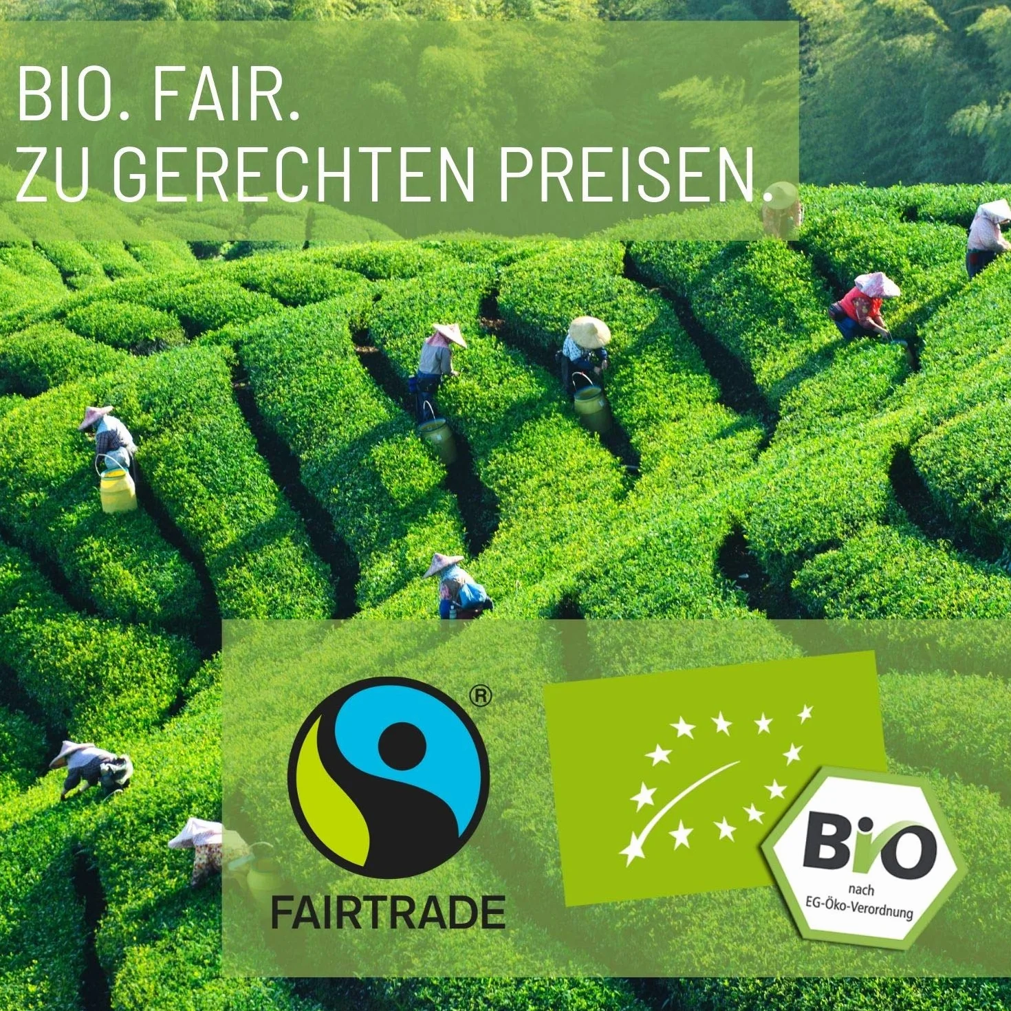 FRUTEG Tè biologico Rooibos senza Aromssps 1kg | Loser Bush Bush Tè nella migliore qualità della foglia | Godimento di tè gratuito naturale e caffeina | 1000 G.