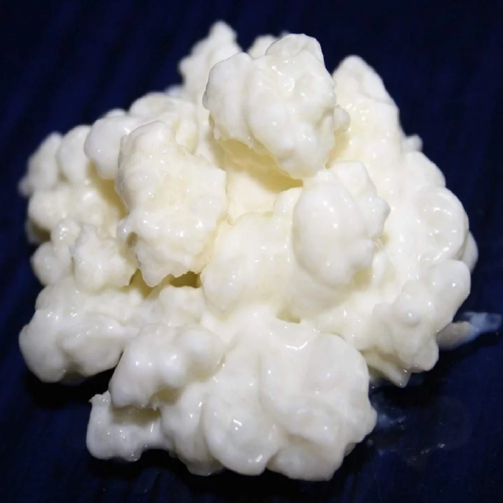 40g di Granuli Di Kéfir Di Latte + Istruzioni + Ricette + Aiuto e consigli in italiano - KEFIRALIA®