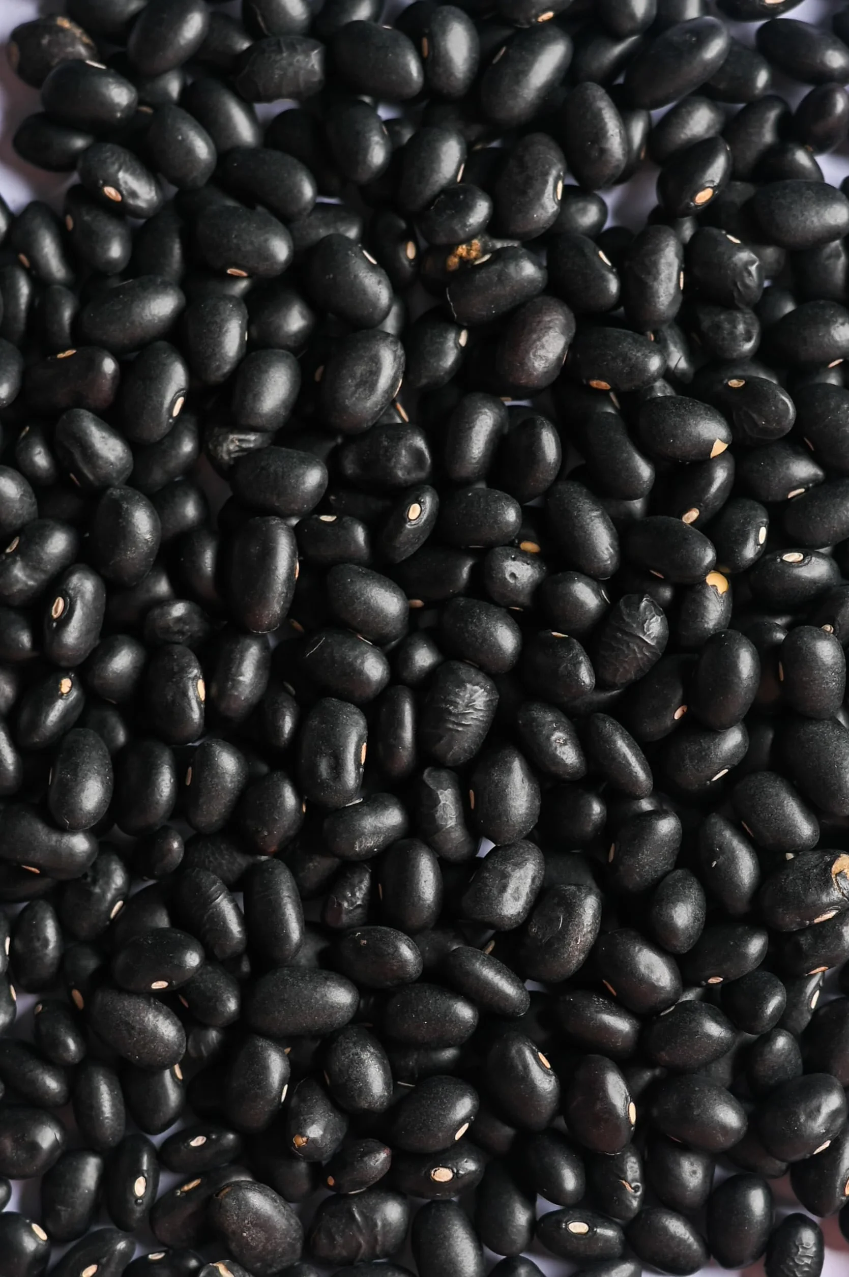 Biojoy Fagioli neri Biologici (2,5 kg), secchi e interi, senza additivi