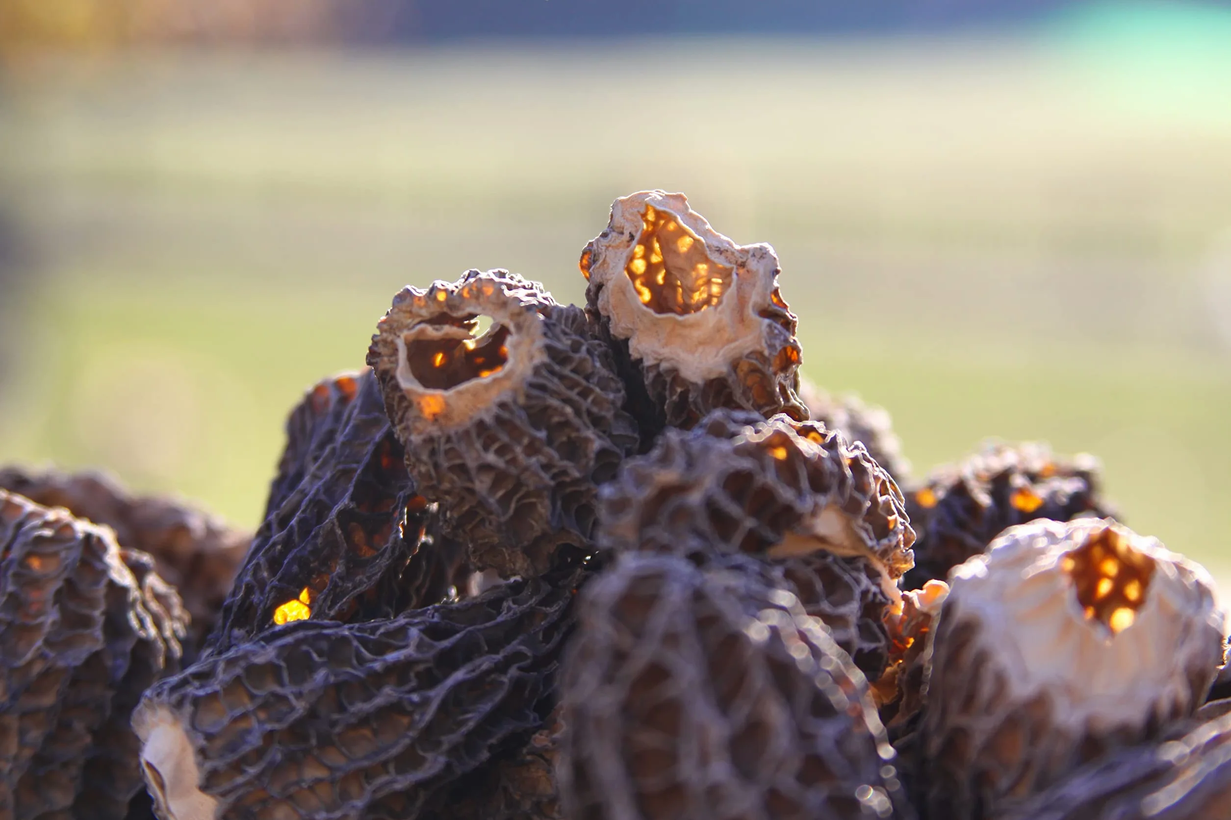 Funghi Morchella/ Spugnola - Puri Cappelli Speciali (2-6 cm) - Senza Gambe - Essiccati Al Sole - Raccolti a mano - 30g