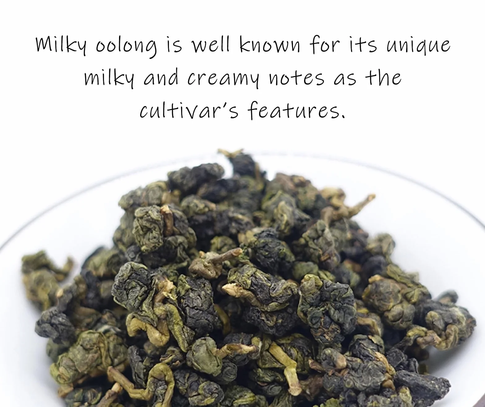 Trilliant -Fomsa Tea Milky oolong, tè Jin Xuan di alta montagna, JinXuan raccolto a mano, foglia di tè sfuso, tè gongfu di Taiwan, confezione regalo 4 once, note burrose e lattiginose