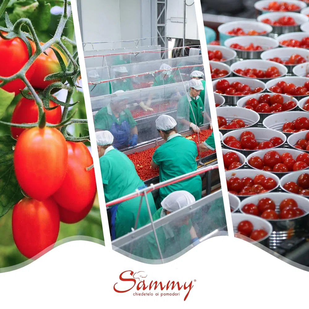 SAMMY - I Pomodorini Datterini, Pomodorino Datterino in Succo di Pomodoro, 100% Filiera Italiana, Gusto Dolce e Intenso, 12 Pezzi in Latta da 400gr