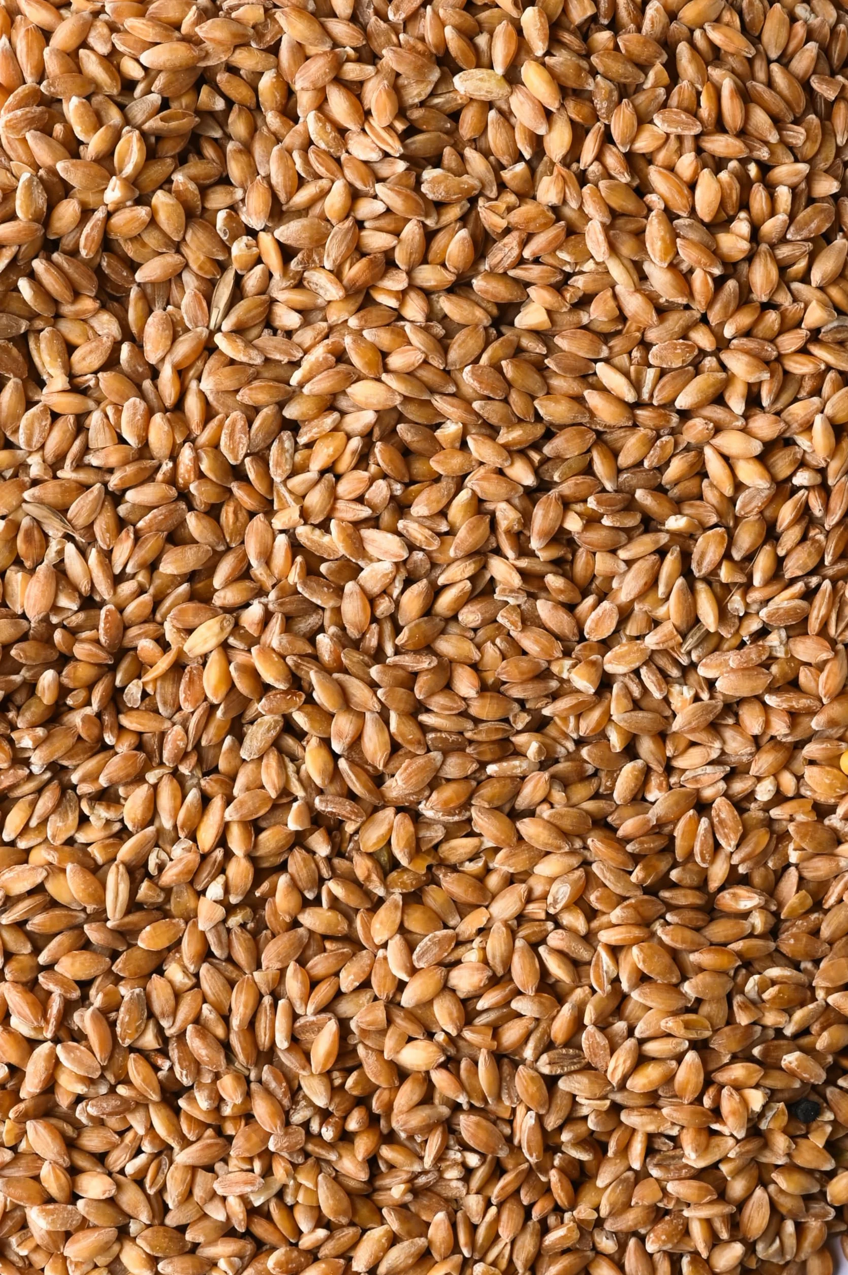 Biojoy Farro Monococco integrale BIO (2 kg) Farro Monococco in chicchi (Triticum monococcum)