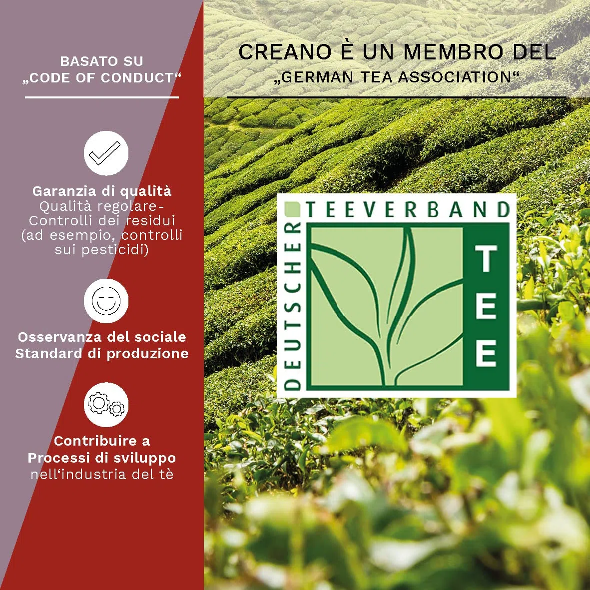 Creano – Mix di fiori di tè – Set Regalo Té Fiorito con bricco di vetro 500ml - Variazioni di 3x Tè bianco e 3x Tè nero (6 tipi diversi)
