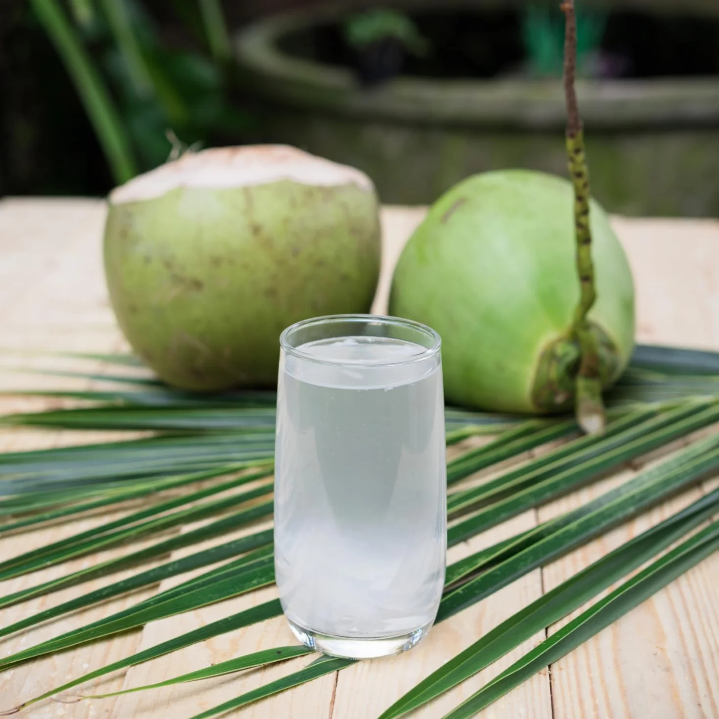 BAMBOO TREE - Acqua di cocco - Multipack (12 X 500 ML)