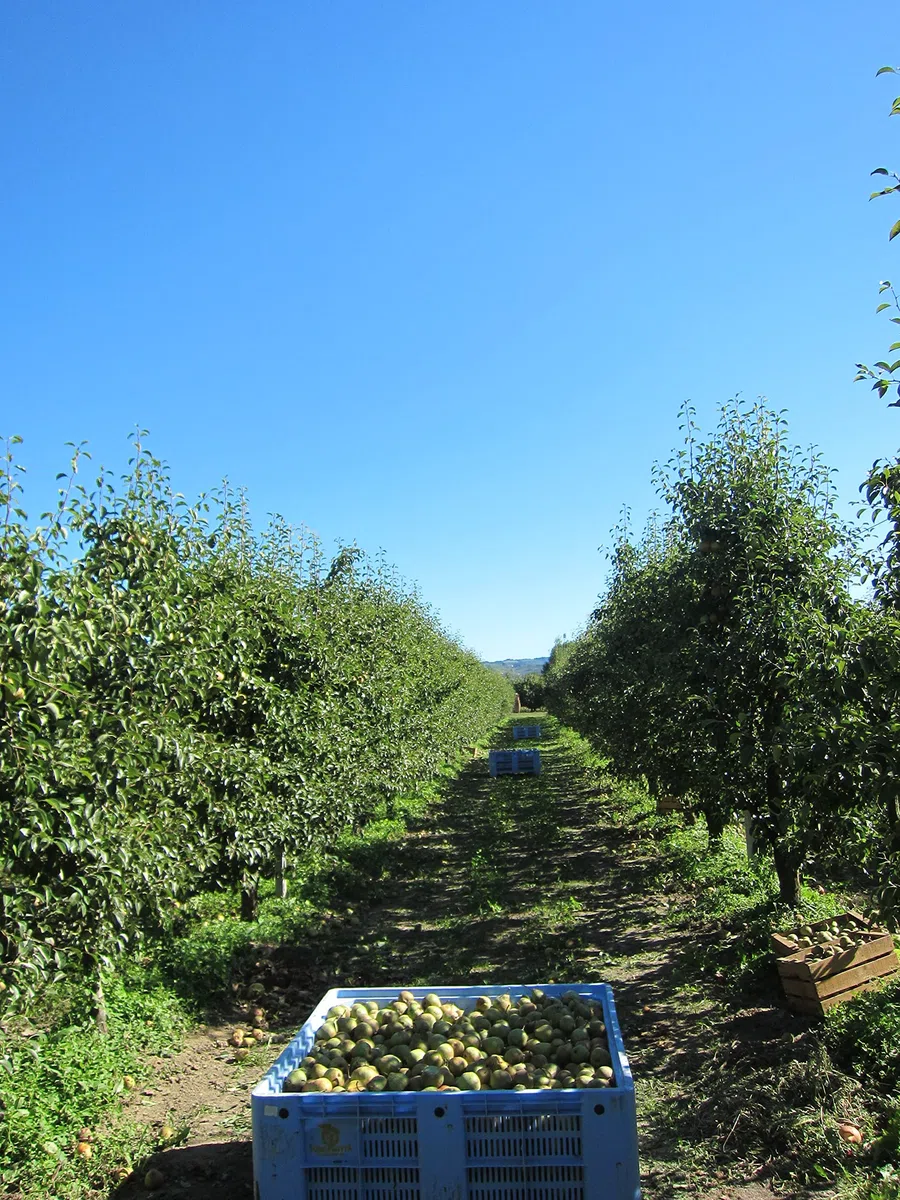 Azienda Agricola Prunotto Mariangela - 6 Bottiglie Aceto di Mele Biologico, Integrale, Non Filtrato, Non Pastorizzato, Con Madre, 500 ml (6x500g)