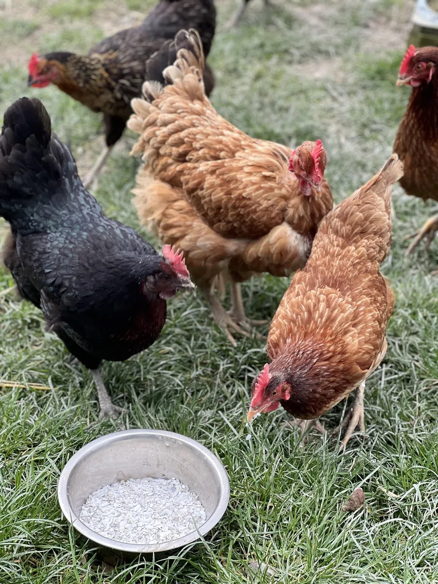 900 g di gusci di ostriche francesi naturali, igienizzate, calibrate e macinate per pollame - Alto contenuto di calcio: da 36 a 38% e oligoelementi (900 g)