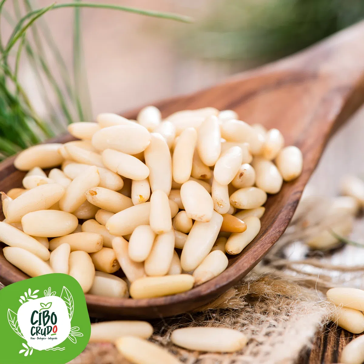 Cibocrudo Pinoli Sgusciati Italiani Biologici, Pinoli Italiani Organic – 125gr – Frutto Bio Del Pino Domestico, Prodotto In Italia, Ricchi Di Sali Minerali E Vitamine, Qualità Premium, Naturale