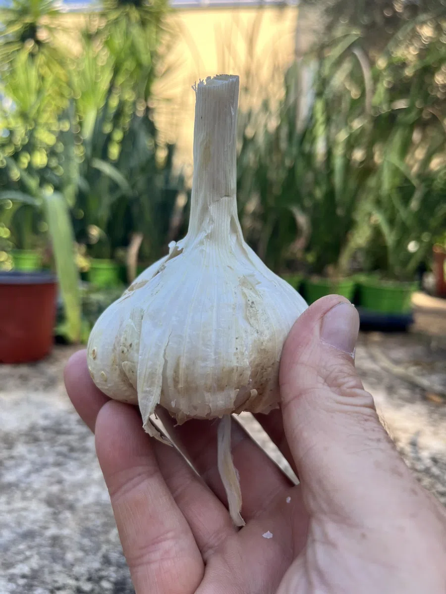 AGLIONE della Val di Chiana 500 grammi – Il vero “Aglio dei Gourmet”