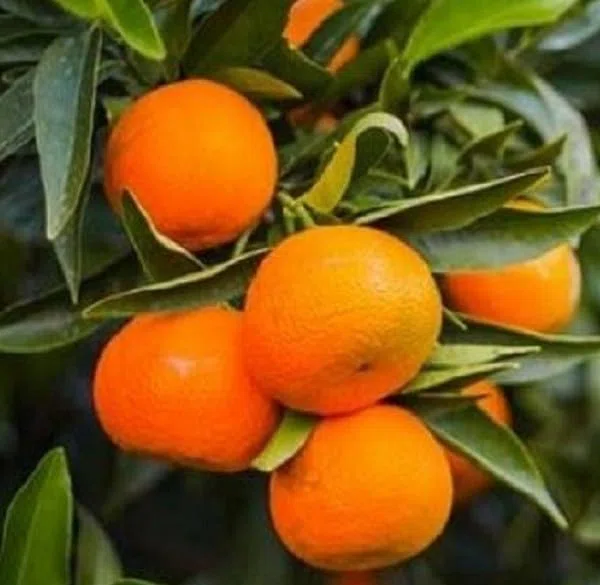 Albero di Clementine