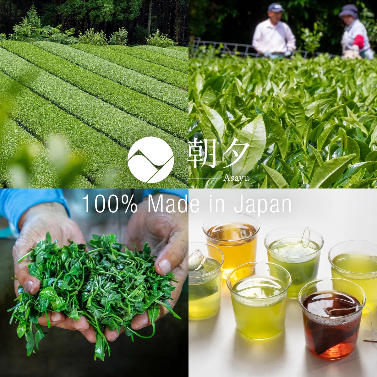 Asayu Japan Sencha Tè Verde Giapponese 15 Bustine - Tè Verde al Vapore 100% Prodotto in Giappone 2,5 g x 15 bustine per Energia Mattutina (Tè Verde Sencha)