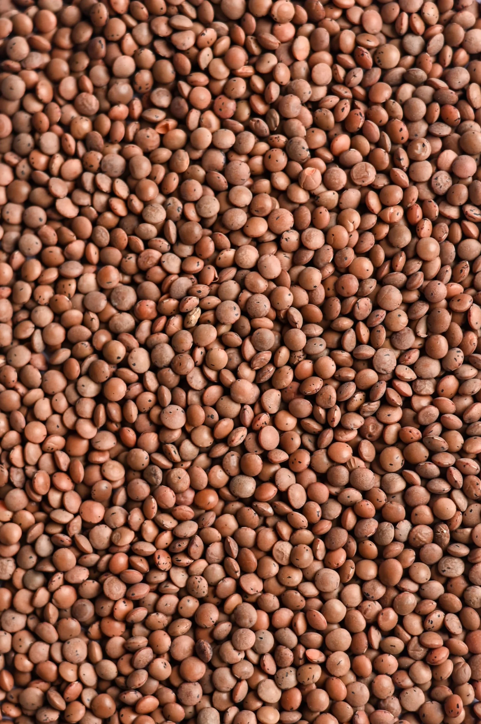 Biojoy Lenticchie marroni BIO (2,5 kg), essiccati e interi, Lenticchie di Montagna