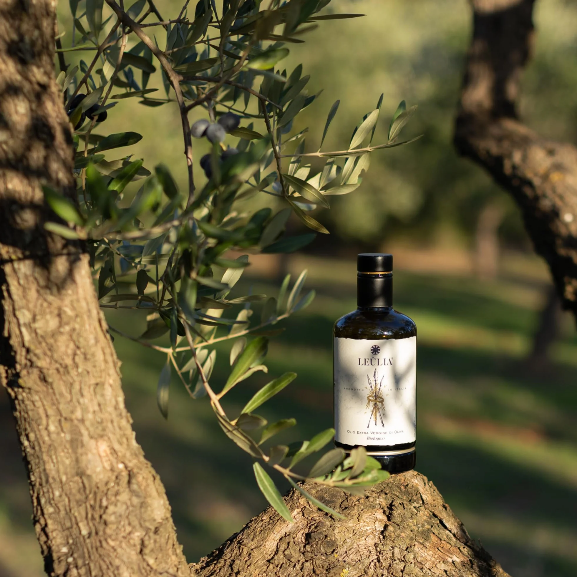 Leùlia Olio Extravergine di Oliva Biologico Italiano 2025-2026 - Bottiglia premium in vetro da 500 ml con astuccio