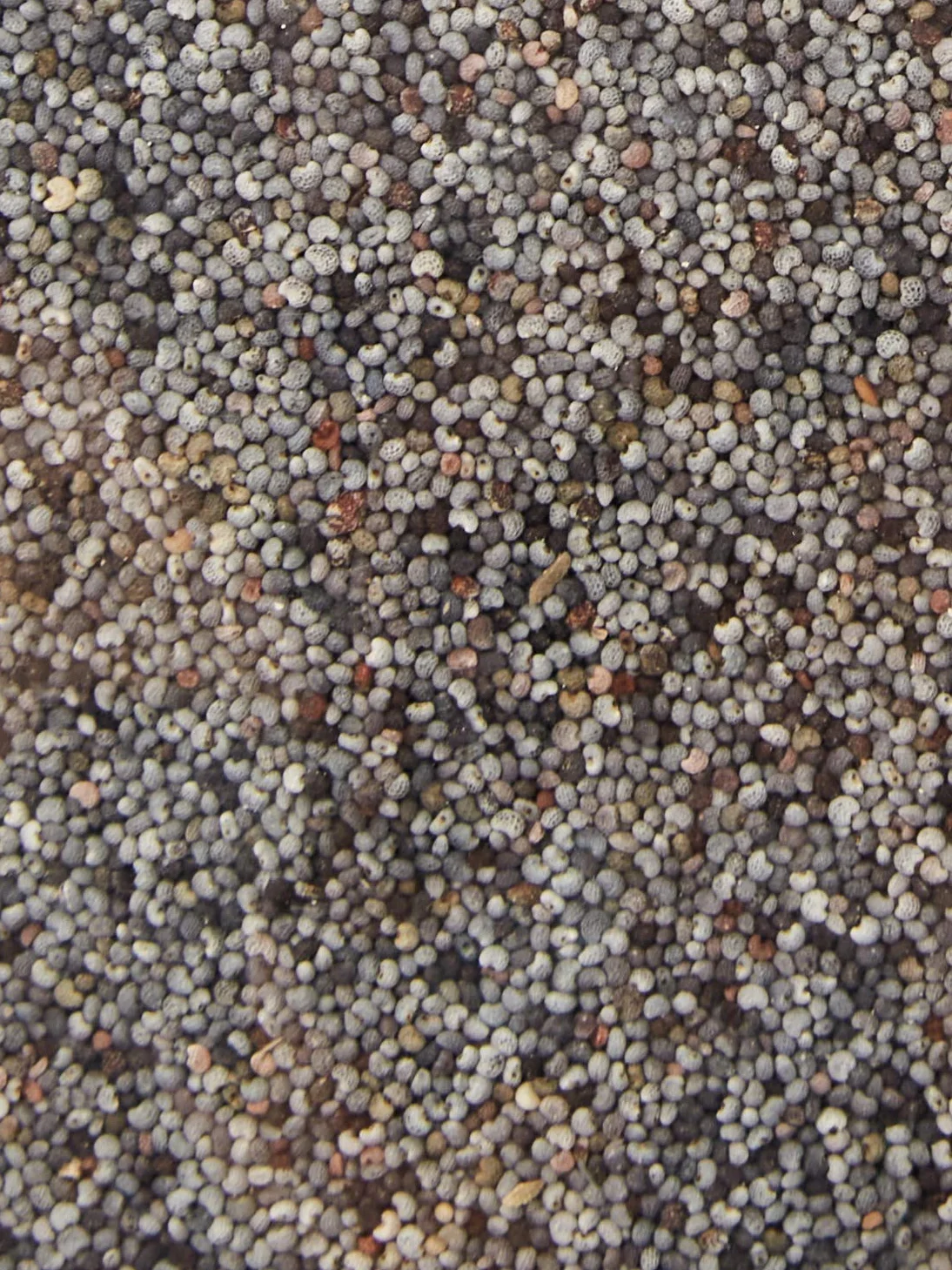 Probios Semi di Papavero Bio - Confezione da 1 kg