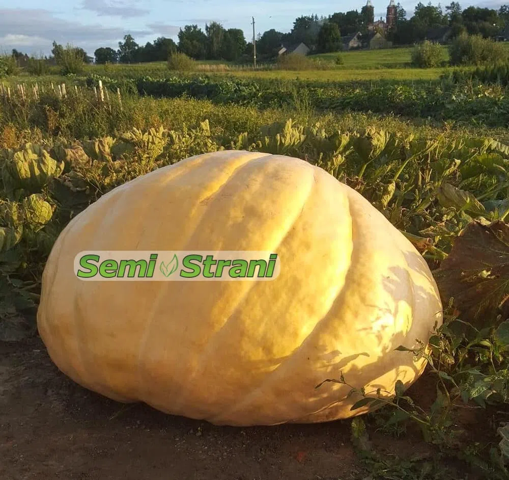 SEMISTRANI.IT - 03 Semi di ZUCCA GIGANTE ATLANTIC GIANT la PIU' GRANDE DEL MONDO con GENETICA da CONCORSO GUINNES DEI PRIMATI + GUIDA COLTIVAZIONE PER PRINCIPIANTI
