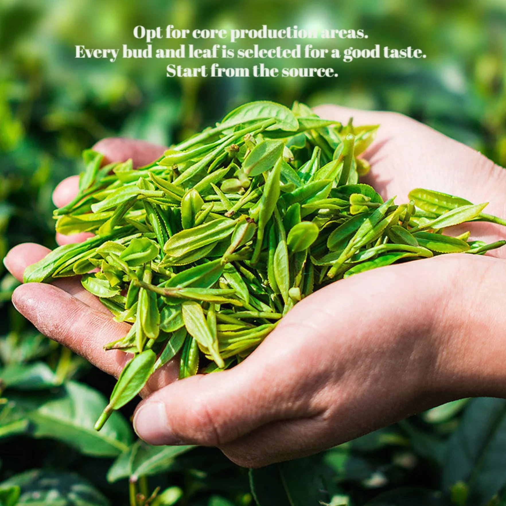 Tè Oolong All'osmanto, Tè Dalla Fragranza Forte Di Alta Montagna 250g / 17,63oz Aroma Forte Di Osmanto