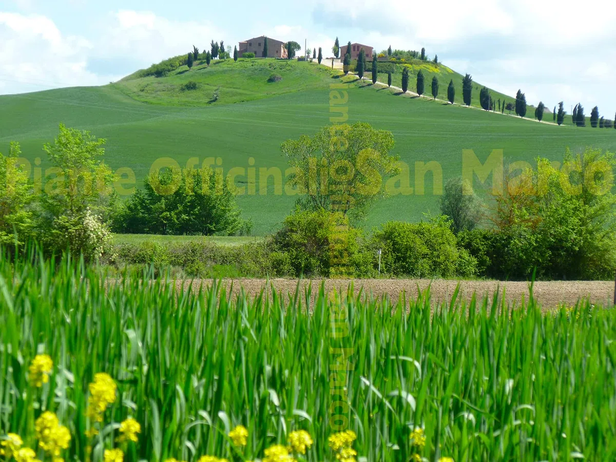 Officinali San Marco - Zafferano toscano biologico in polvere delle Crete Senesi - Toscana - Italia – 3 buste triple da 0,30gr