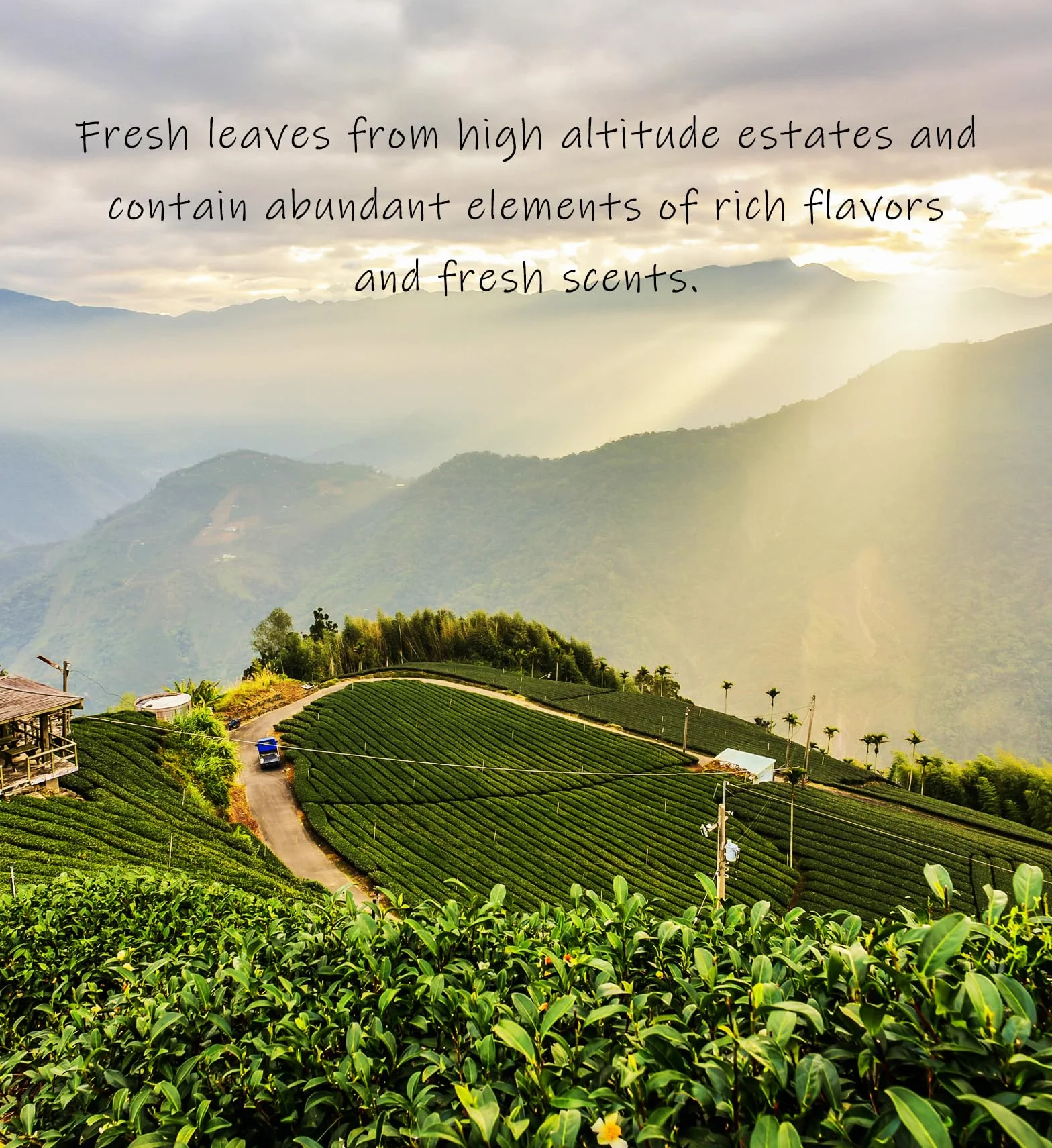 Trilliant -Fomsa Tea Milky oolong, tè Jin Xuan di alta montagna, JinXuan raccolto a mano, foglia di tè sfuso, tè gongfu di Taiwan, confezione regalo 4 once, note burrose e lattiginose