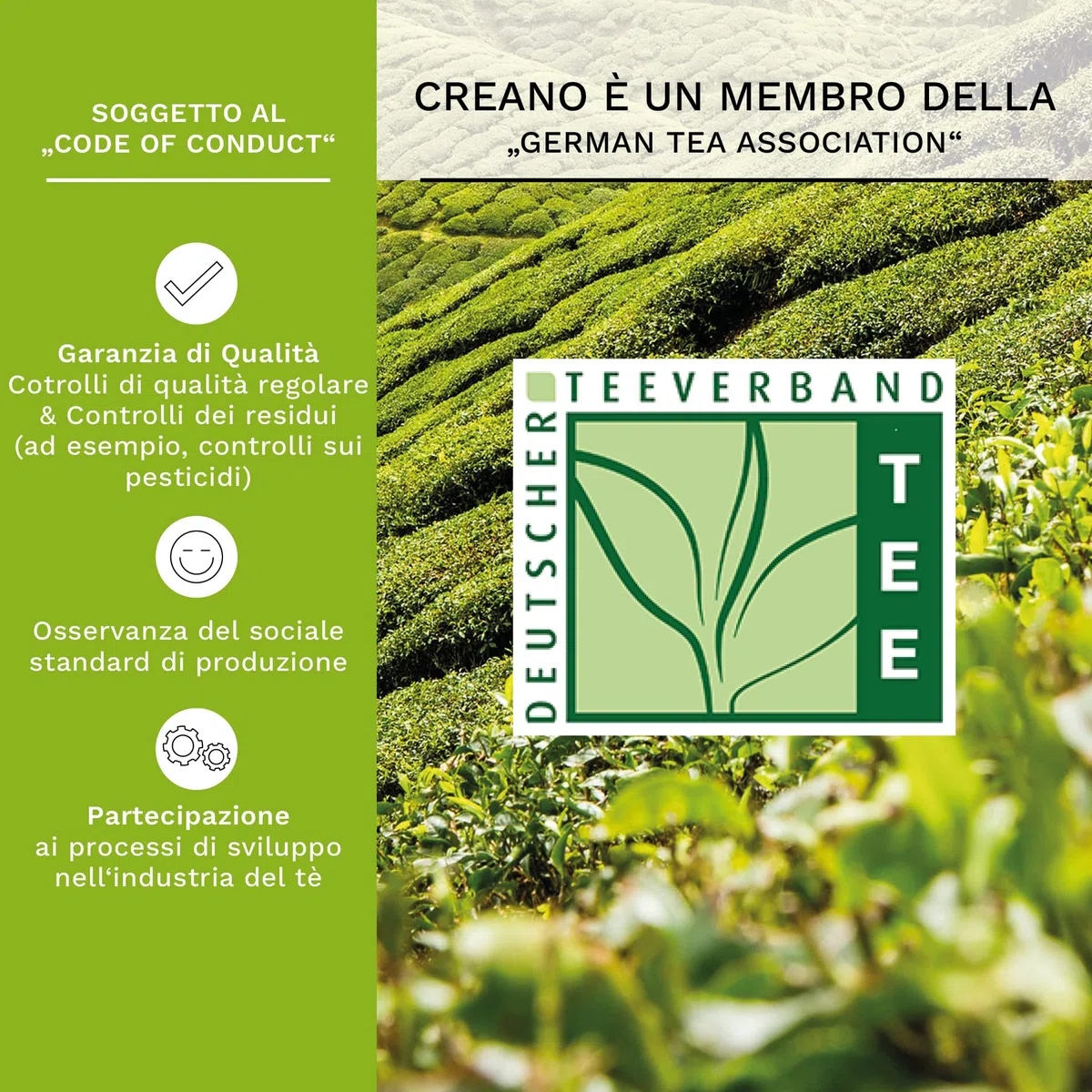 Creano Set Regalo Fiori di Tè – Miscela di 6 Tè Verdi con Fiori in Elegante Scatola di Legno + Teiera in Vetro 500ml